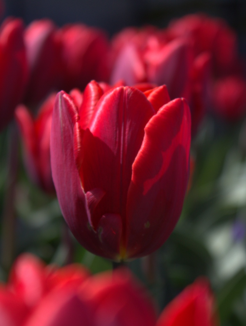tulips